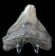 Bargain, Megalodon Tooth - South Carolina #38745-2